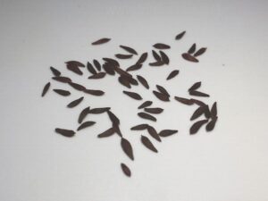 what do lettuce seeds look like