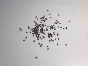 how do oregano seeds look