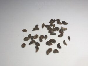 how do parsley seeds look