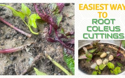 Easiest way to PROPAGATE COLEUS from cuttings