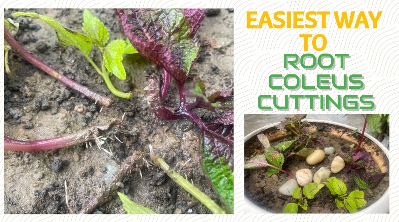 Easy and quick way to propagate coleus cuttings