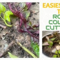 Propagate coleus cuttings easily and quickly