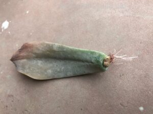 propagate-succulents-leaves