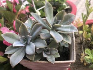propagate-succulents-leaves