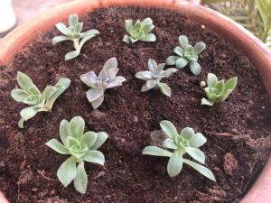 propagate-succulents-leaves