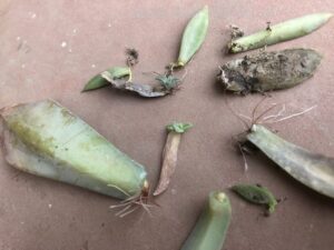 /propagate-succulents-leaves