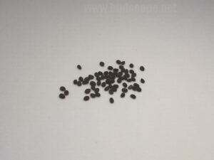how do green Tulsi seeds look