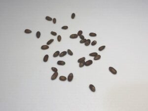 how do rosemary seeds look