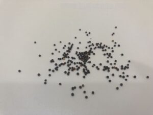 what do rye seeds look like