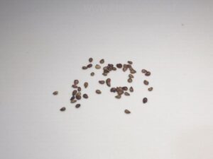 what do strawberry seeds ;look like