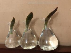 succulents-rooting-water