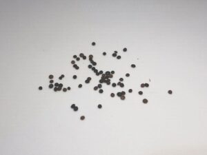 how to thyme seeds look