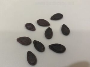 what do tinda round gourd seeds look like