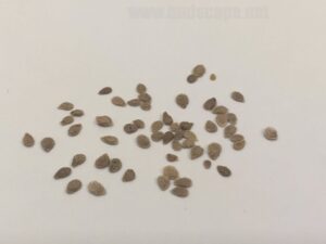 what do tomato seeds look like