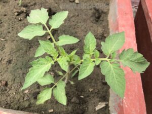 what-does-tomato-seedling-look-like