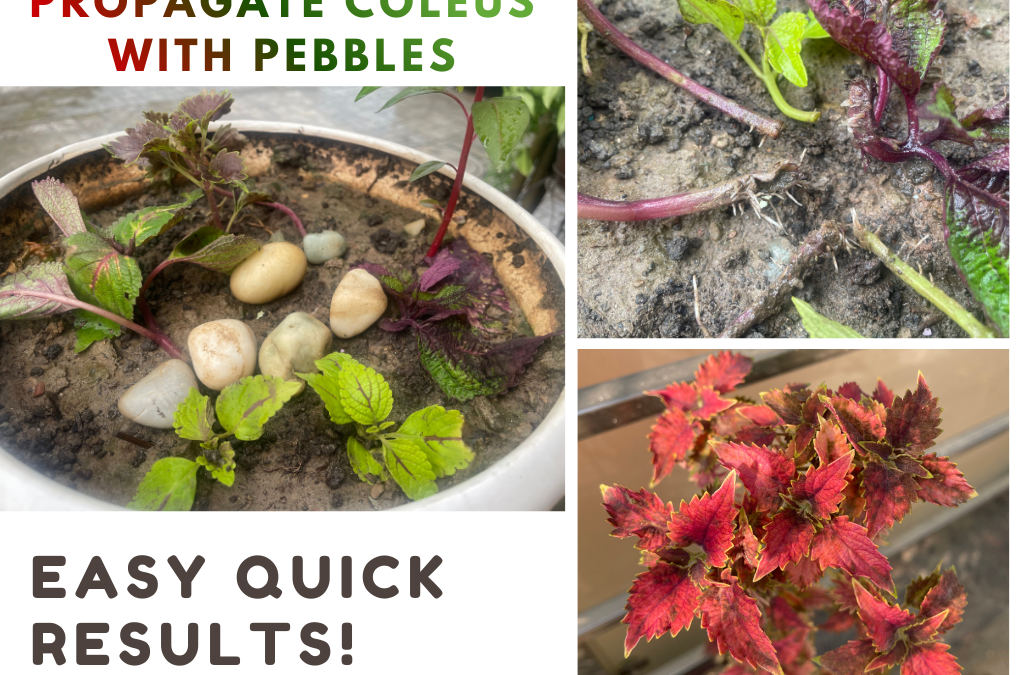 PROPAGATE COLEUS cuttings using pebbles – easy SOIL SURFACE METHOD