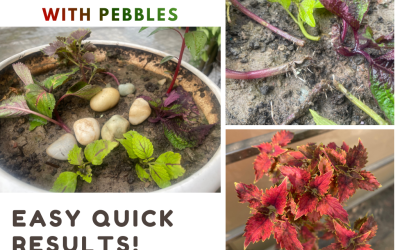 PROPAGATE COLEUS cuttings using pebbles – easy SOIL SURFACE METHOD