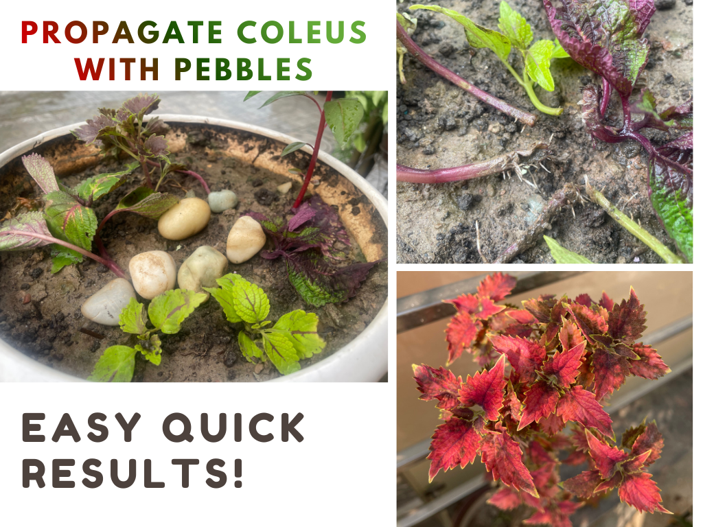 easy way to propagate coleus without killing cuttings