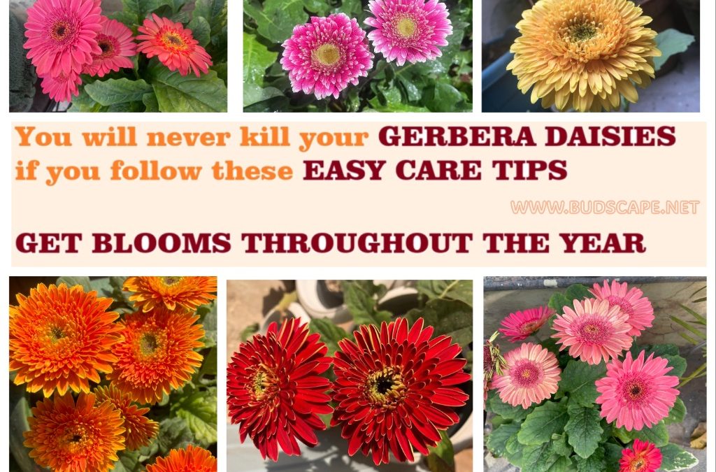 WHY IS GERBERA DAISY PLANT NOT BLOOMING? GROW LOTS OF FLOWERS WITH THESE TIPS!