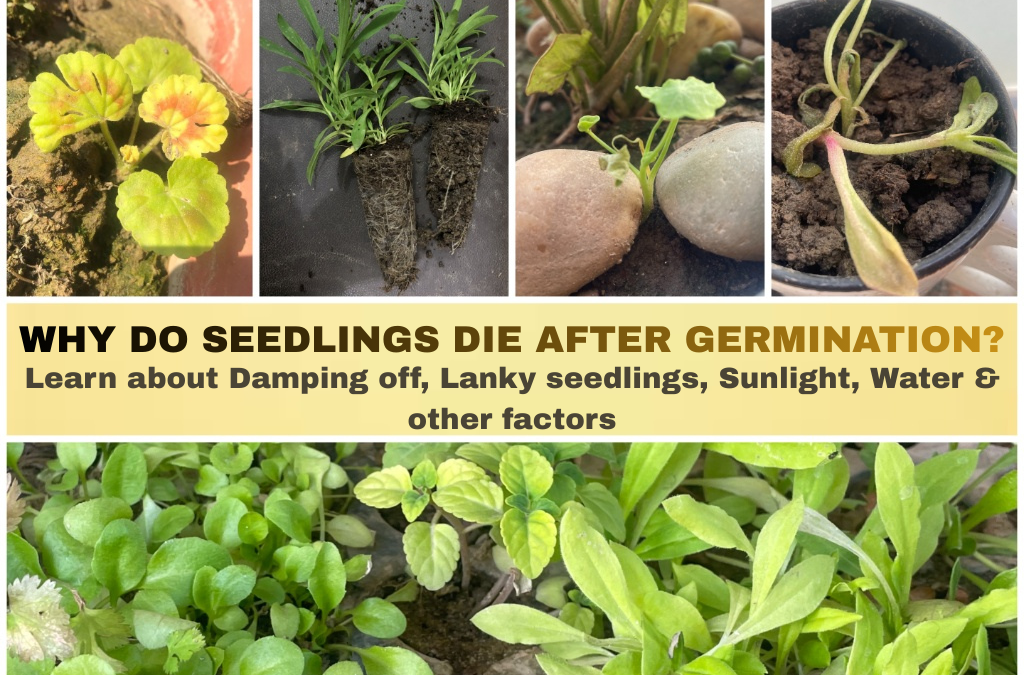 Why do seedlings die after germination? 7 REASONS | how to keep them healthy!