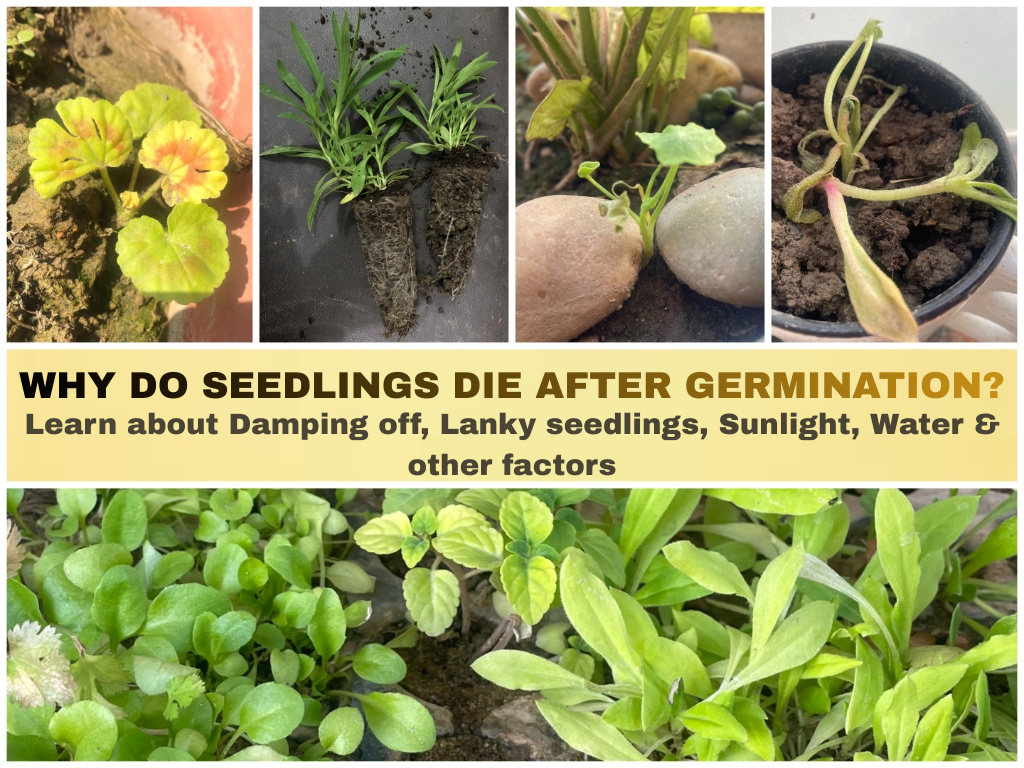 Reasons seedlings die after germinating