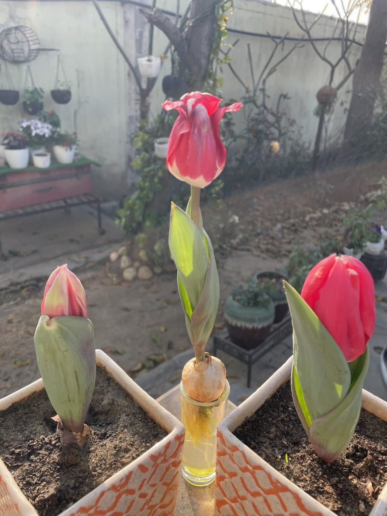 TULIP FLOWERS BLOOMING IN WATER