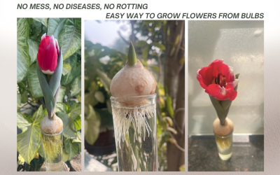 GROW TULIP FLOWERS IN WATER | Easy guide to making flower bulbs bloom without soil