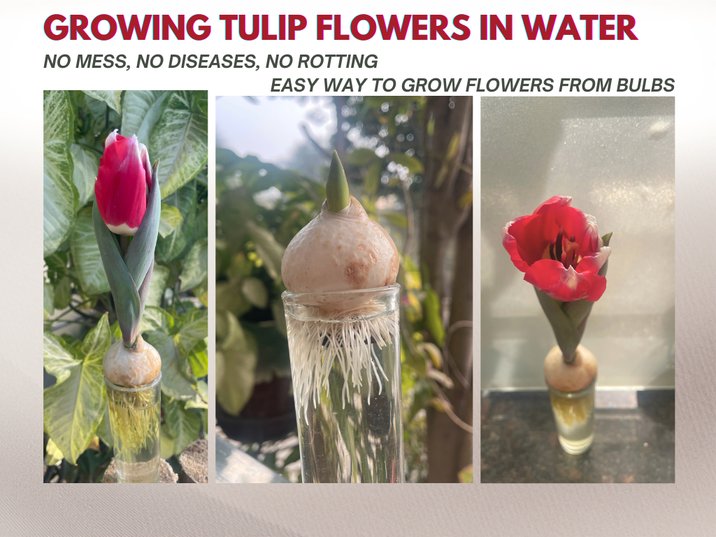 TULIP FLOWER BULBS ROOTING IN WATER