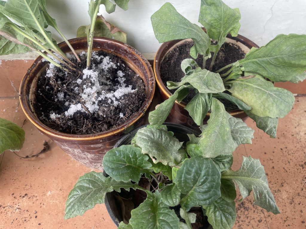 USING EPSOM SALT FOR GERBERA PLANTS