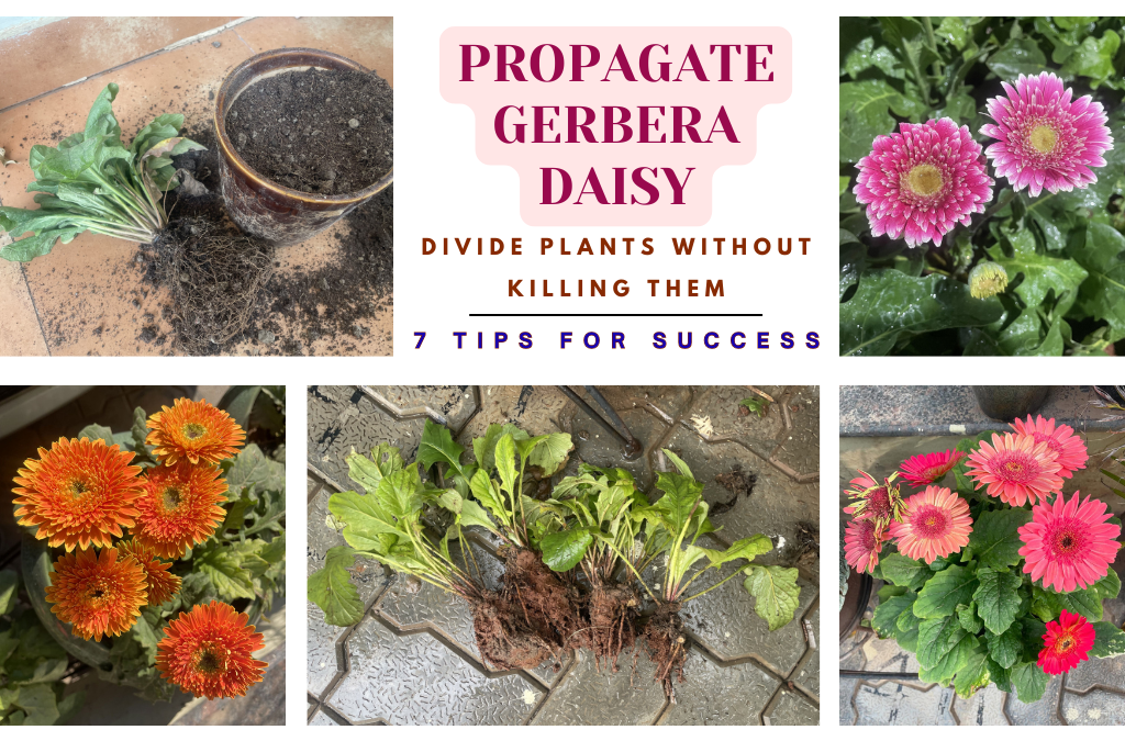 HOW TO PROPAGATE GERBERA DAISY FLOWERS | DIVIDE PLANTS WITHOUT KILLING THEM