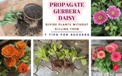 HOW TO PROPAGATE GERBERA DAISY FLOWERS | DIVIDE PLANTS WITHOUT KILLING THEM