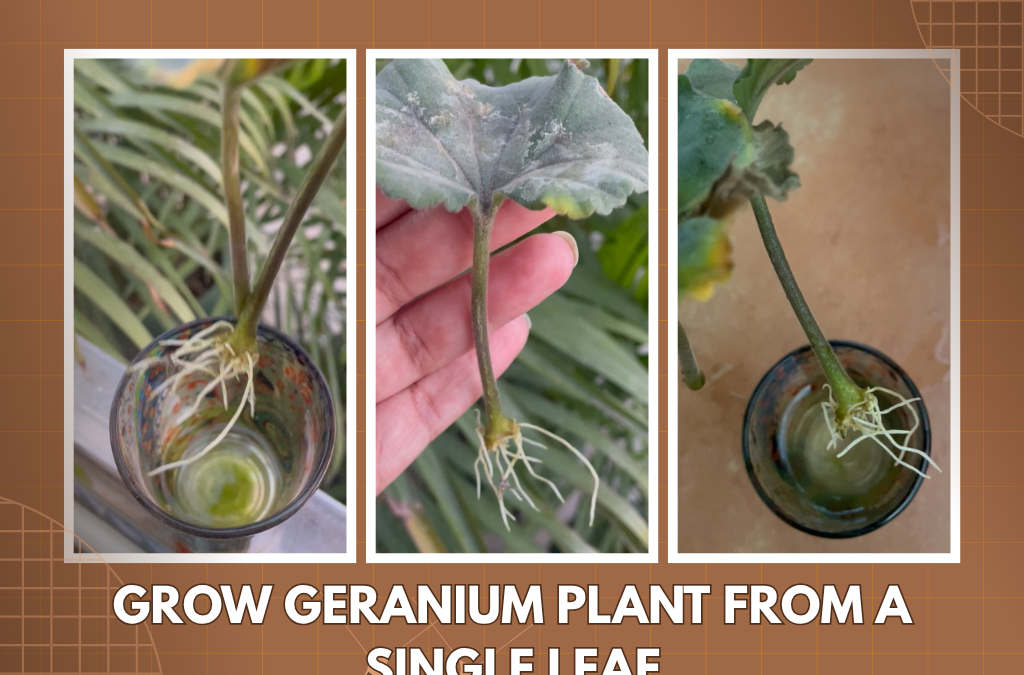 GROW GERANIUM PLANTS FROM LEAVES – ROOTING IN WATER