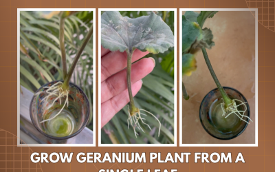 GROW GERANIUM PLANTS FROM LEAVES – ROOTING IN WATER