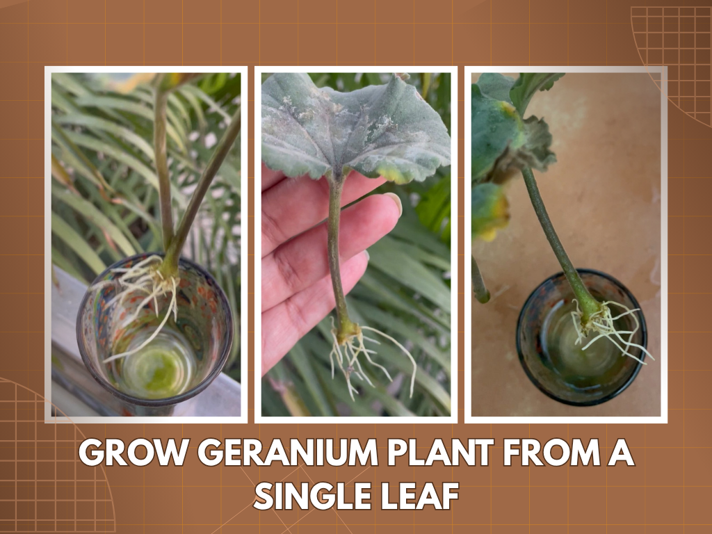 ROOTING GERANIUM LEAF IN WATER