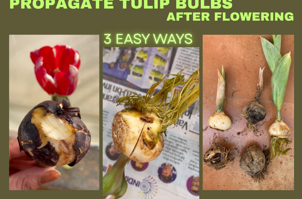 HOW TO PROPAGATE TULIP BULBS AFTER THEY FINISH FLOWERING