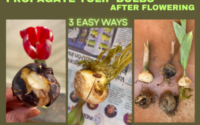 HOW TO PROPAGATE TULIP BULBS AFTER THEY FINISH FLOWERING