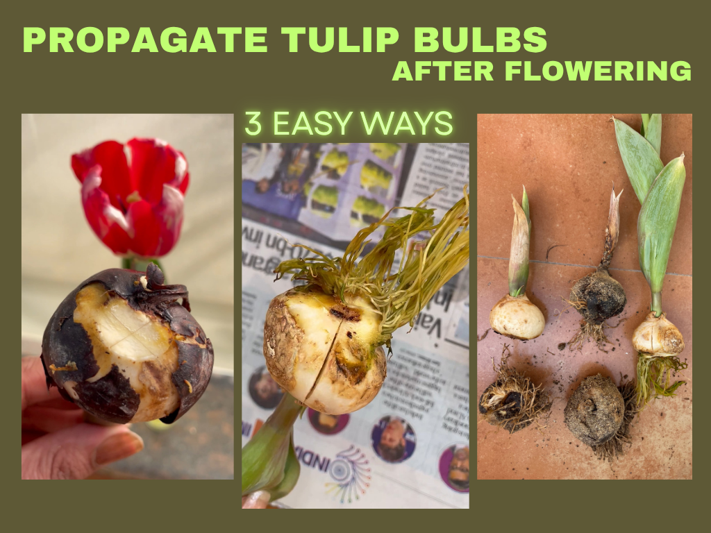 What to do with tulip bulbs after flowering? Can you propagate them into new bulbs?