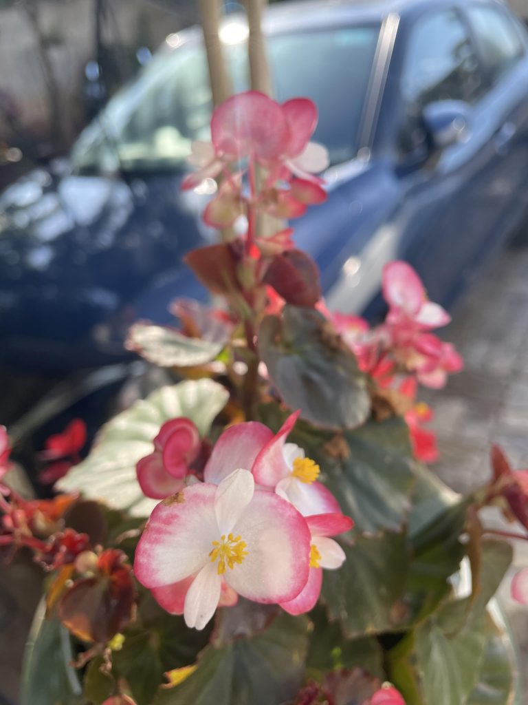 FLOWERS THAT GROW IN SHADE