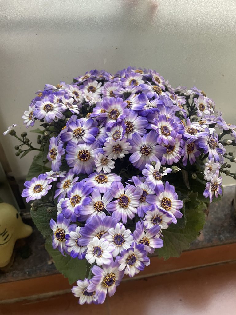 FLOWERS THAT GROW IN SHADE