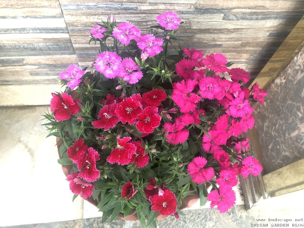 FLOWERS THAT GROW IN SHADE