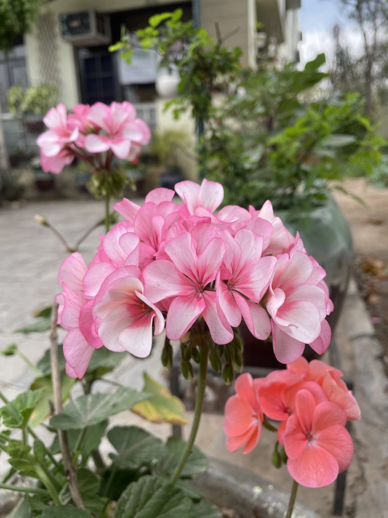 FLOWERS THAT GROW IN SHADE