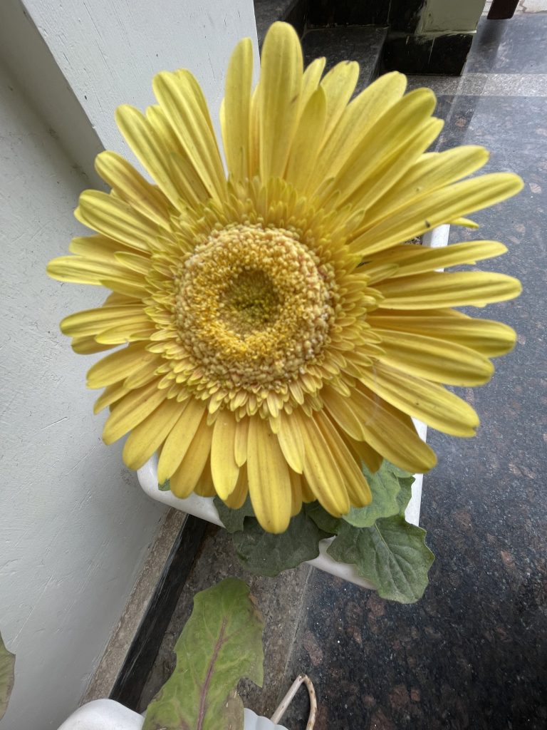 FLOWERS THAT GROW IN SHADE