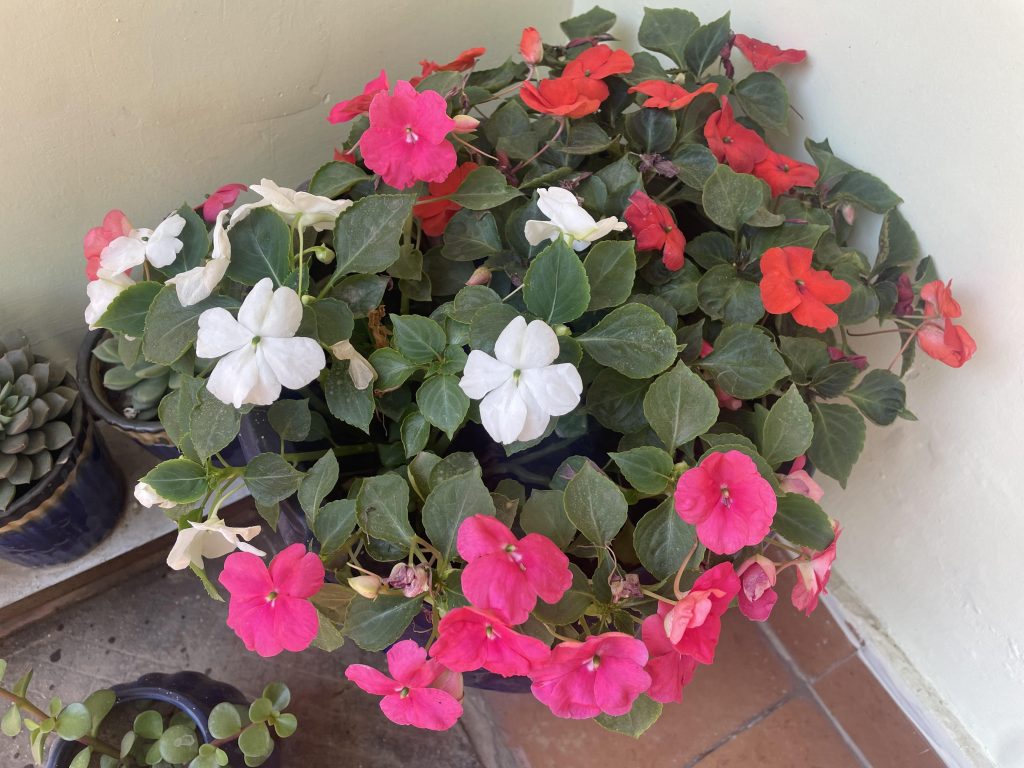 FLOWERS THAT GROW IN SHADE
