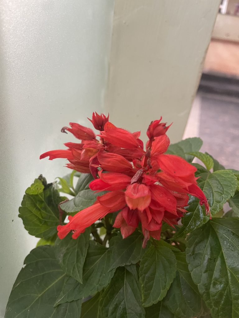 FLOWERS THAT GROW IN SHADE