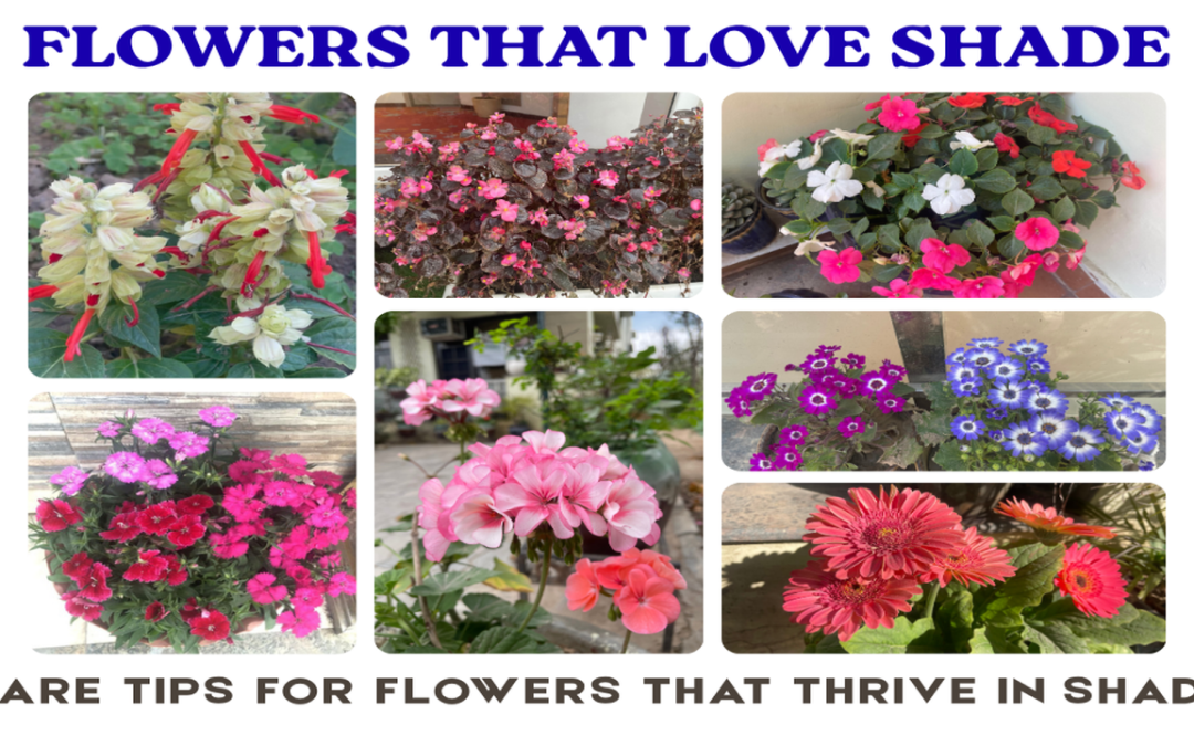 BEST 7 FLOWERS THAT LOVE TO GROW IN SHADE