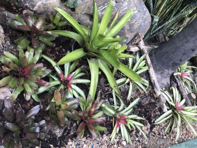 LOW MAINTENANCE HANGING BASKET PLANT