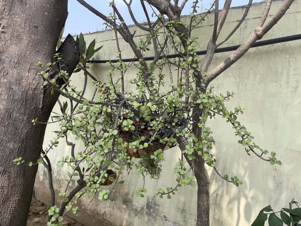 LOW MAINTENANCE HANGING BASKET PLANT