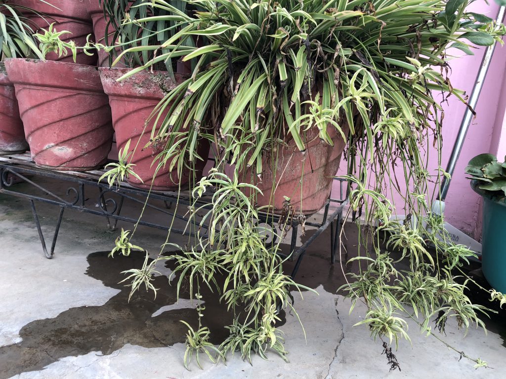 LOW MAINTENANCE HANGING BASKET PLANT
