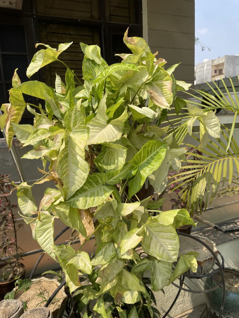 LOW MAINTENANCE HANGING BASKET PLANT