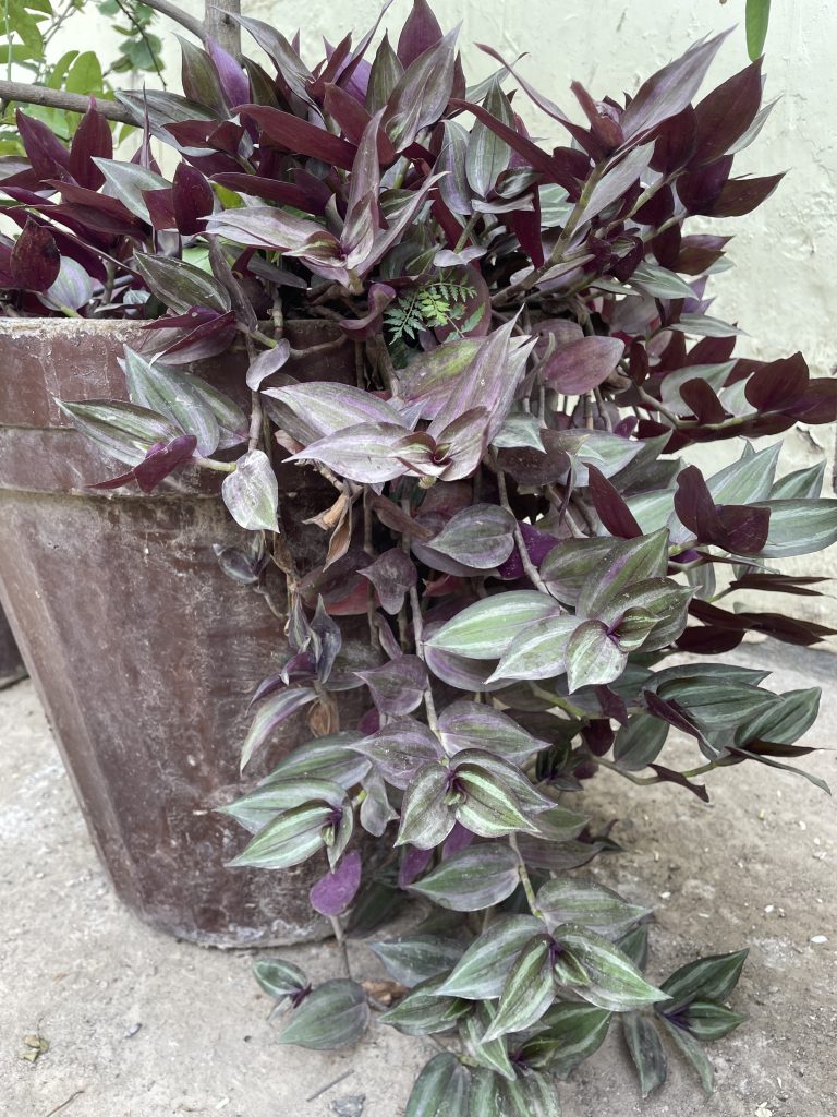LOW MAINTENANCE HANGING BASKET PLANT